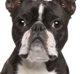 Boston Terrier Dog Breed Information and Pictures - Petguide | PetGuide
