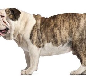 Owners urged to 'stop and think' before buying as English bulldogs