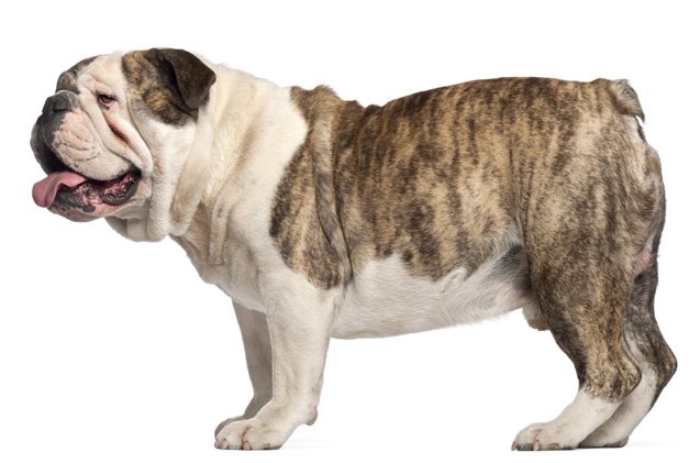 Bulldog Dog Breed Information and Pictures - Petguide | PetGuide