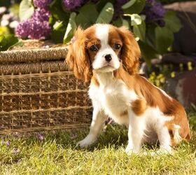 Teacup King Charles Cavalier - Your Guide To The Mini Cavalier
