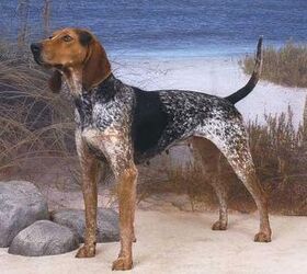 american english coonhound mix