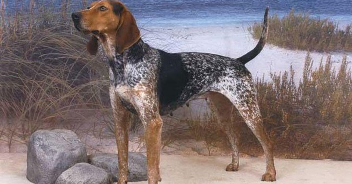 American English Coonhound Information And Pictures Petguide Petguide American English Coonhound Information And Pictures Petguide Petguide