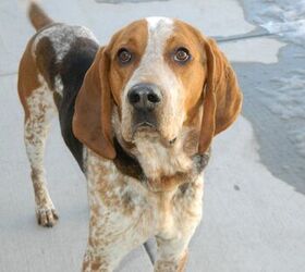 american english coonhound