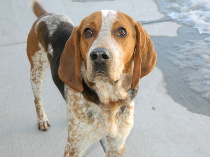 American English Coonhound Information And Pictures Petguide Petguide American English Coonhound Information And Pictures Petguide Petguide