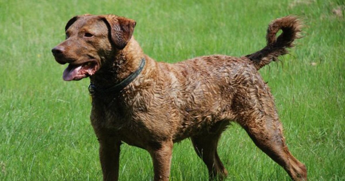 Chesapeake Bay Retriever Information and Pictures Petguide PetGuide