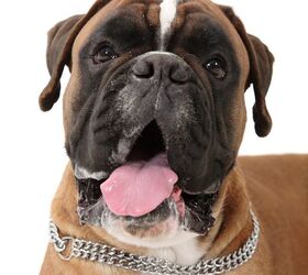 Miniature Boxer Dog Breed Health, Training, Feeding, Temperament and  Puppies - PetGuide