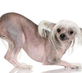 are chinese crested good companion animals