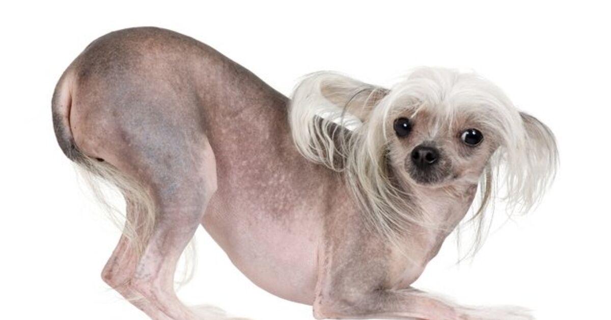 Chinese Crested Information And Pictures Petguide Petguide Chinese Crested Information And Pictures Petguide Petguide