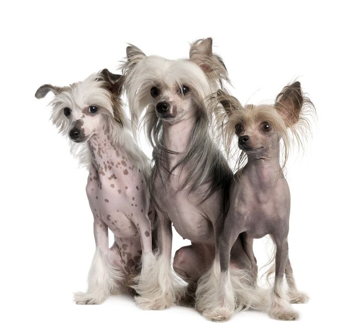 chinese crested