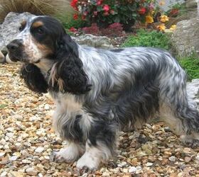 do cocker spaniels suffer from separation anxiety