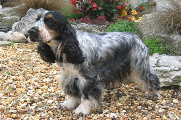 Co Spaniel Cocker Spaniel Information and Pictures - Petguide | PetGuide