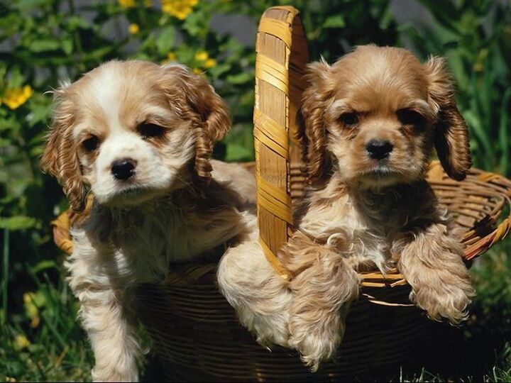 Co Spaniel Cocker Spaniel Information and Pictures - Petguide | PetGuide