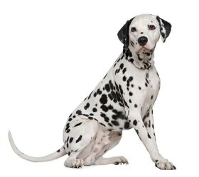 DALMATIAN