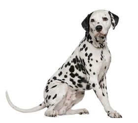 do dalmatians get along with cats