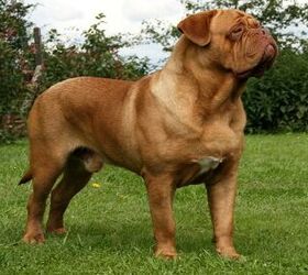 is french mastiff a good family dog