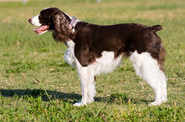 English Springer Spaniel Dog Breed Information Center English Springer