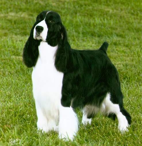 English Springer Spaniel Dog Breed Information Center English Springer