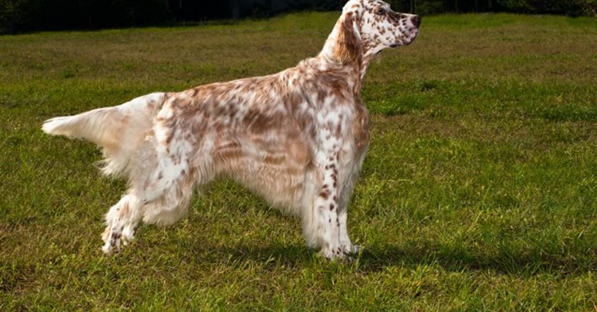 Tri Color English Setter Puppies