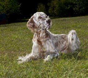 Spanish setter best sale