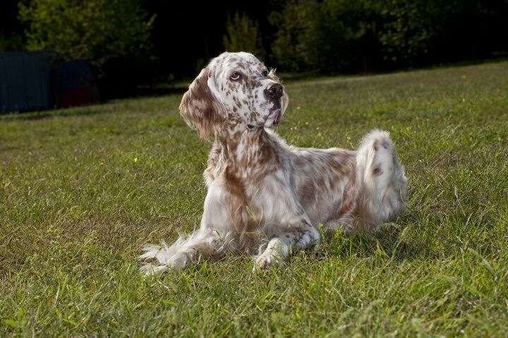 English Setter Australian Shepherd Mix