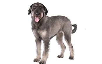 Standard Schnauzer Information and Pictures - Petguide | PetGuide