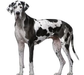 should great danes be neutered