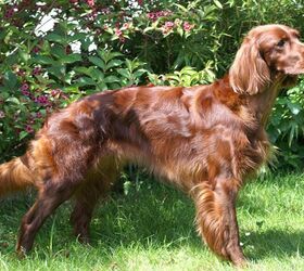 Irish Setter Information and Pictures - Petguide | PetGuide
