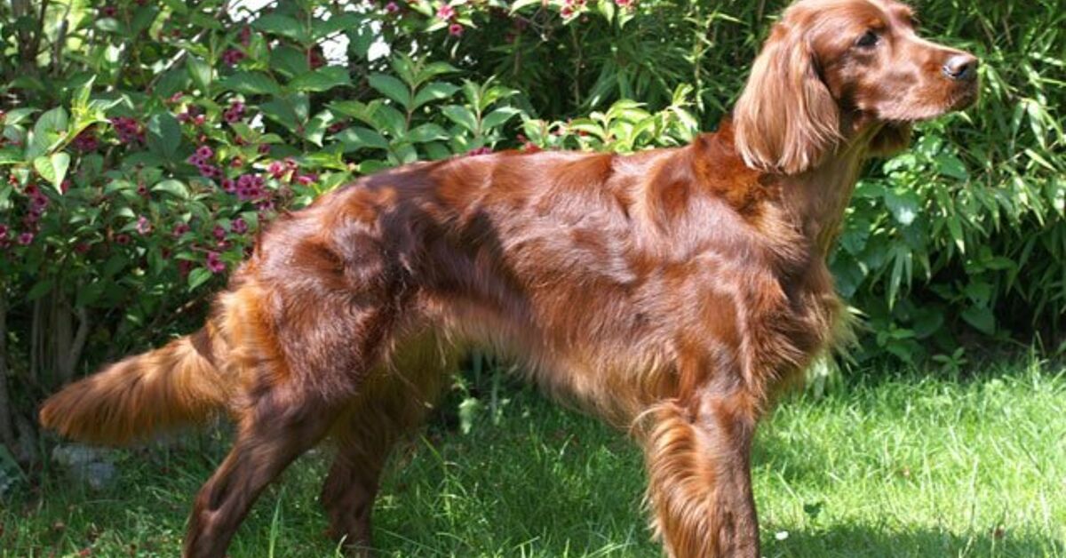 Irish Setter Information and Pictures Petguide PetGuide
