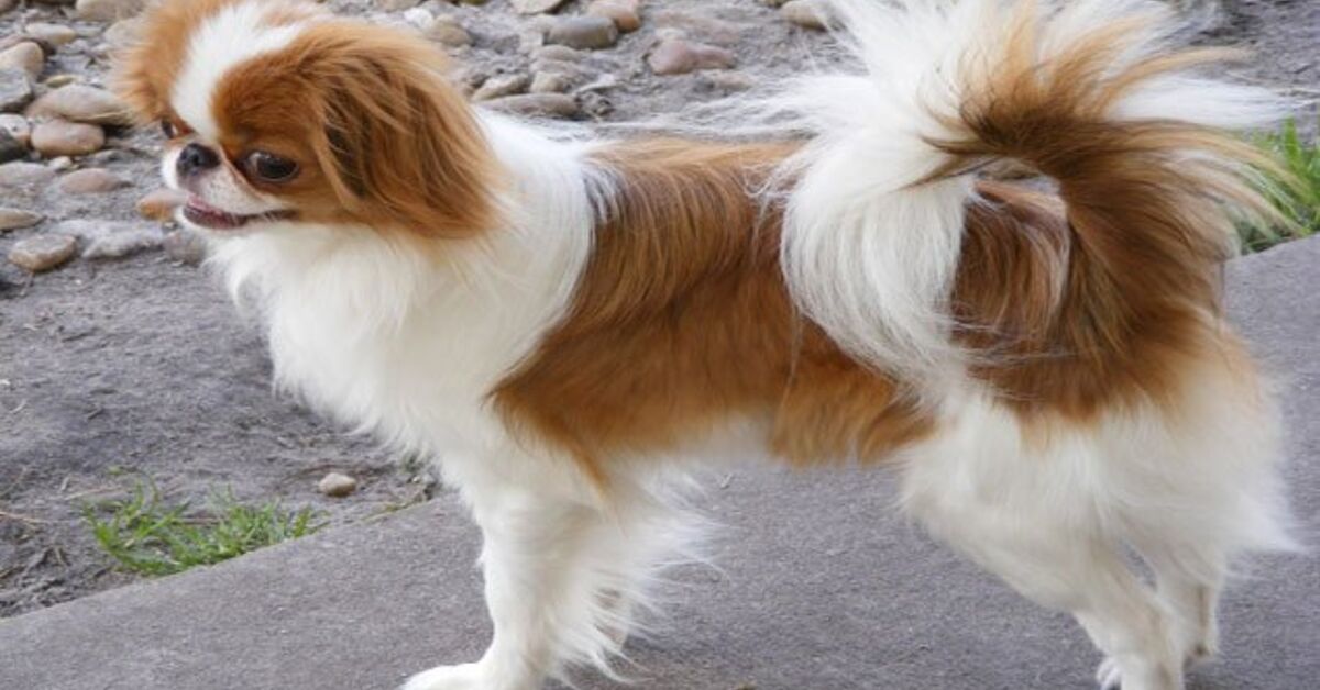 Helligdom karton I forhold Japanese Chin Information and Pictures - Petguide | PetGuide