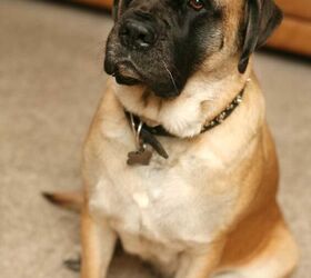 1 year old english clearance mastiff