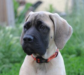 250 pound best sale english mastiff