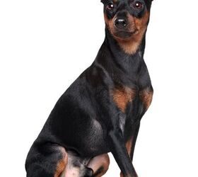 Show me a clearance miniature doberman pinscher