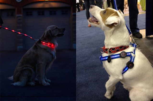 spots light led dog collar and leash light up the night
