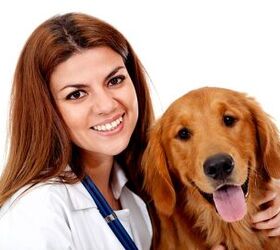 How to Get the Right Dog Insurance Coverage Without Overpaying