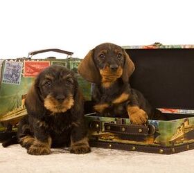 A Jet Setters Guide To Dog Travel Insurance