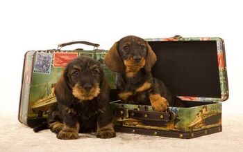 A Jet Setters Guide To Dog Travel Insurance