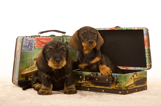 a jet setters guide to dog travel insurance