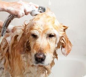 how to groom a dog