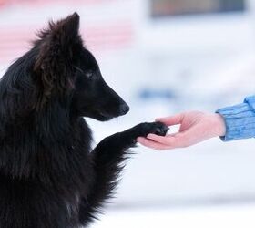 Basic Dog Training Tips