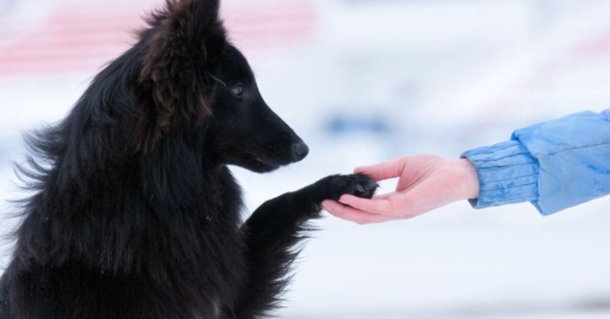 Basic Dog Training Tips Petguide PetGuide basic-dog-training-tips-petguide-petguide