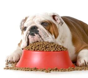 what is dog bloat