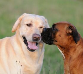 What is Cushing’s Disease in Dogs? PetGuide