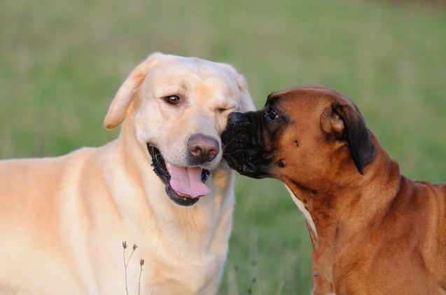 what is cushings disease in dogs