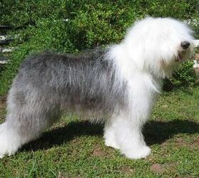 Old English Sheepdog Information and Pictures - Petguide | PetGuide
