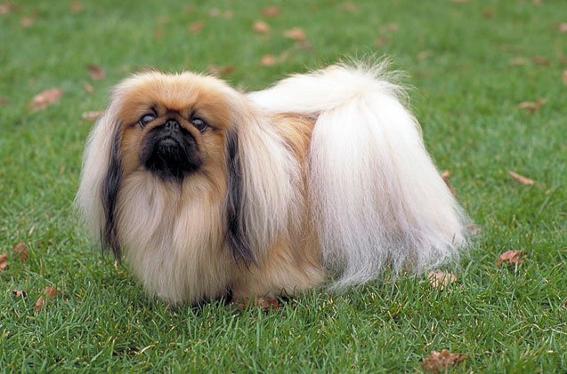 Pekingese Dog Breed Information And Pictures Petguide PetGuide pekingese-dog-breed-information-and-pictures-petguide-petguide