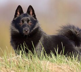 are schipperke the most intelligent dogs