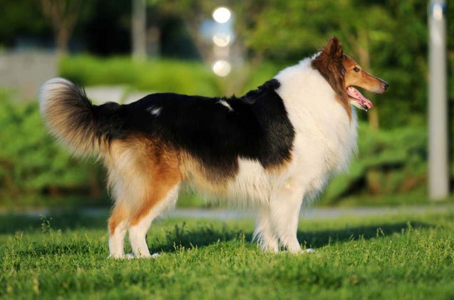 Ydmyge tendens Frank Worthley Shetland Sheepdog Information and Pictures - Petguide | PetGuide