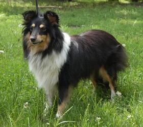 Shetland Sheepdog Information and Pictures - Petguide | PetGuide