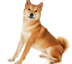 Shiba Inu Dog Breed Information and Pictures - Petguide | PetGuide