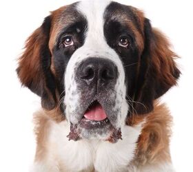 Best saint bernard outlet puppy food